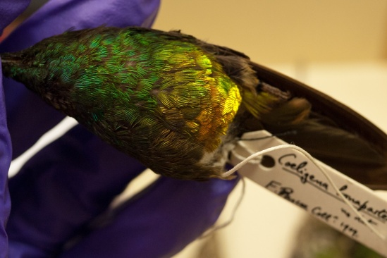hummingbird specimen